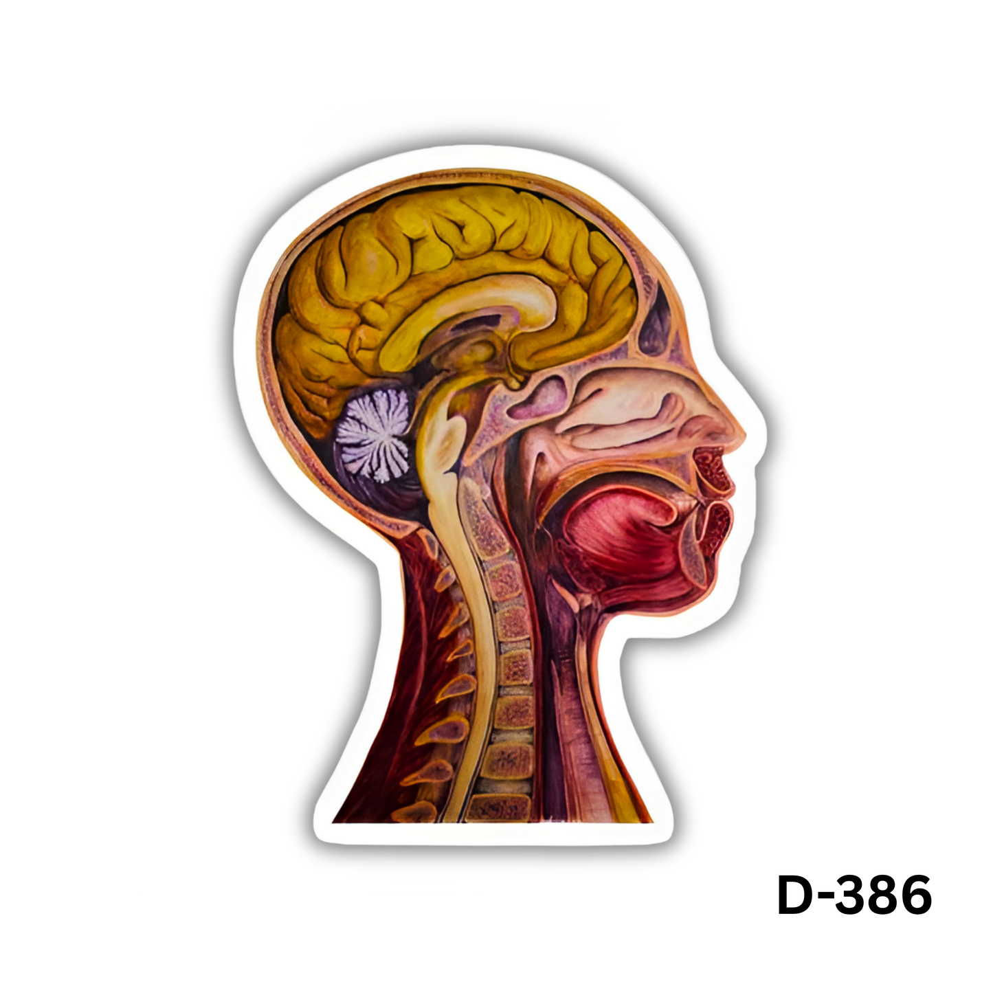 Head and Neck organs sticker(D-386)