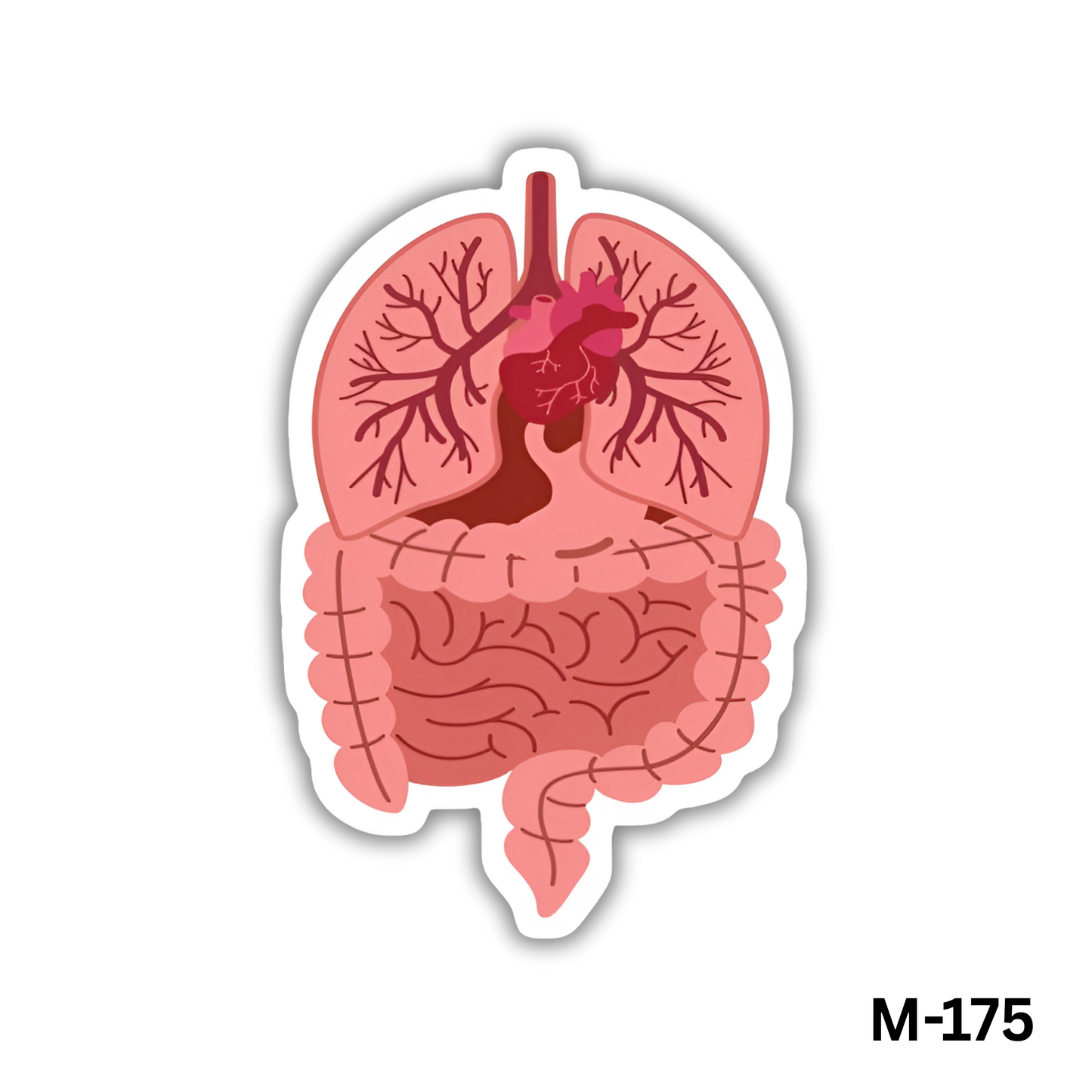 Internal Human Body Organs(M-175)