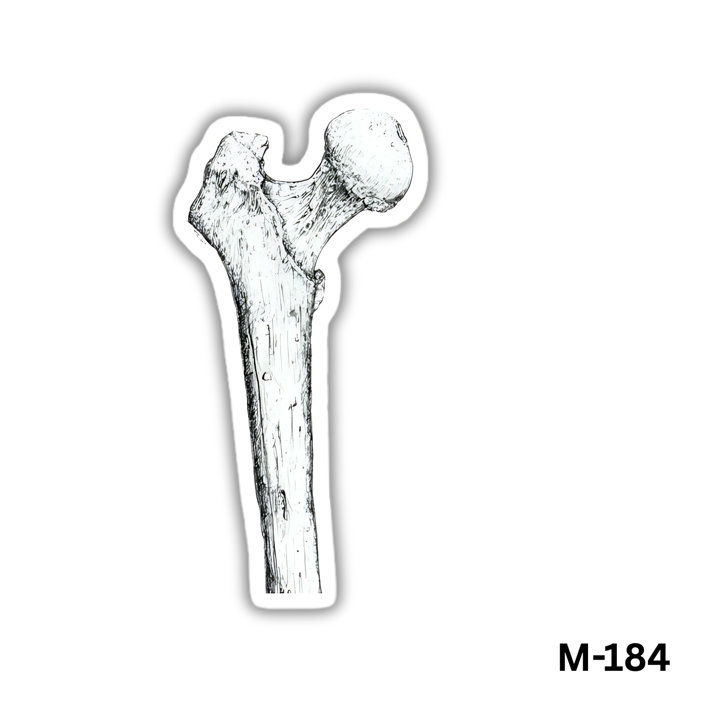 Femur(M-184)