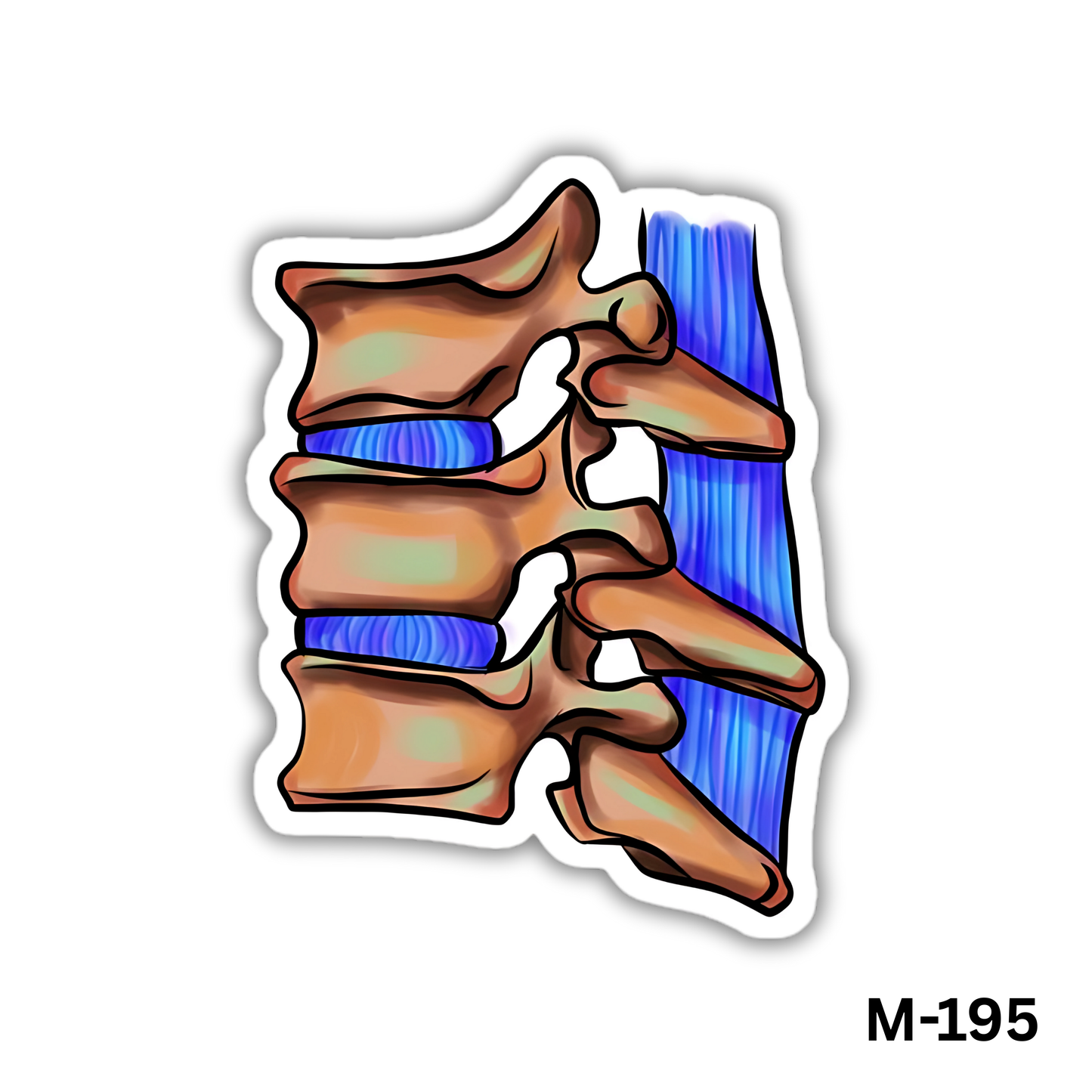 Spine(M-195)