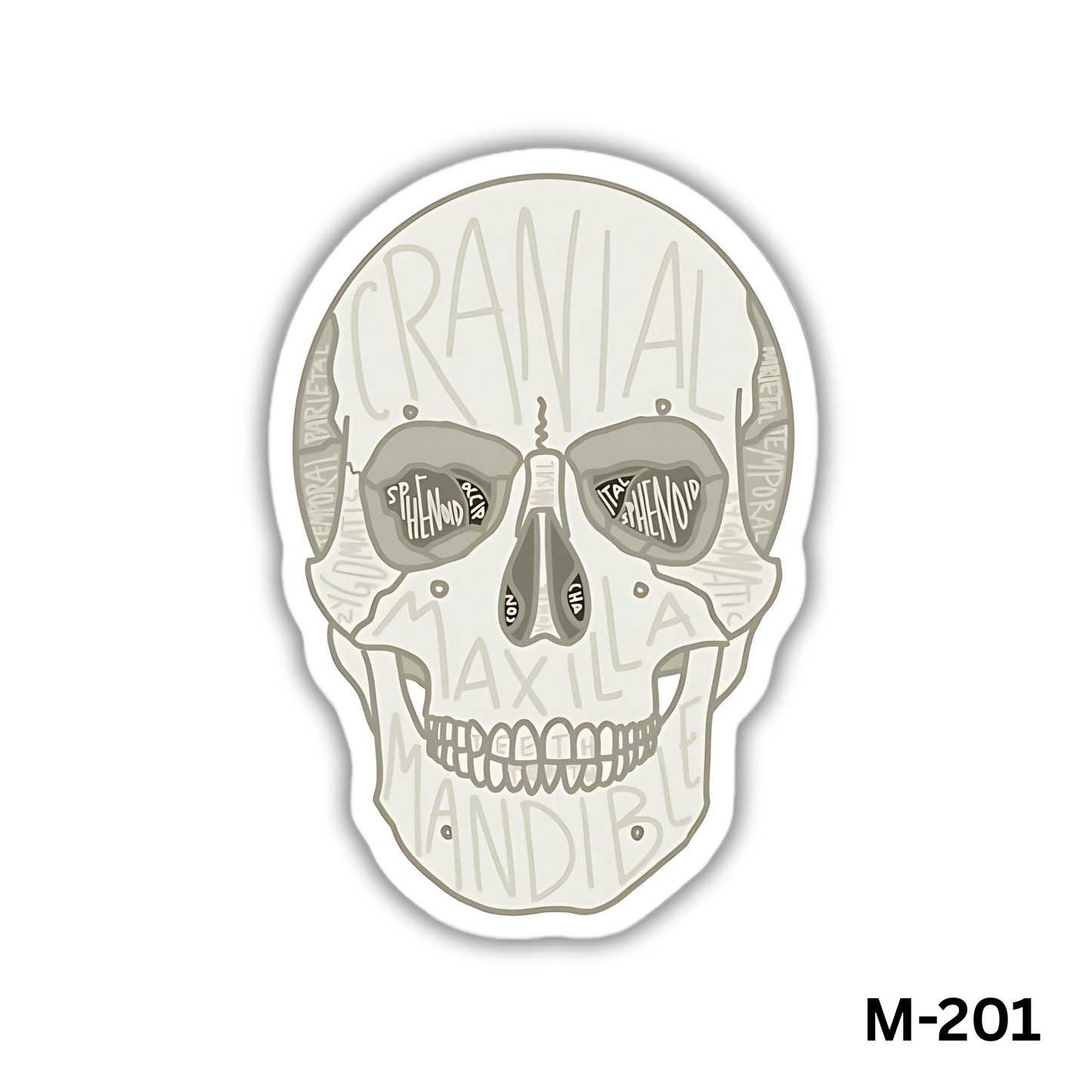 Facial Bones(M-201)