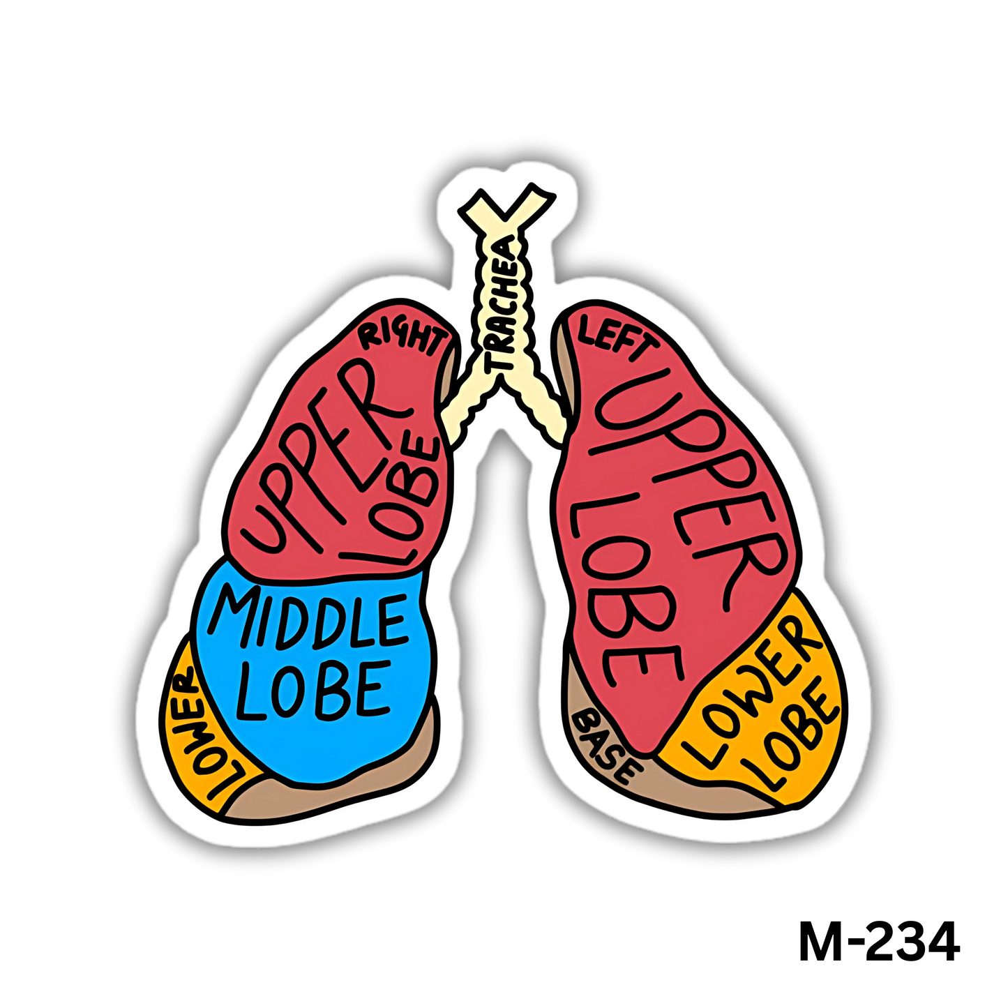Lungs(M-234)