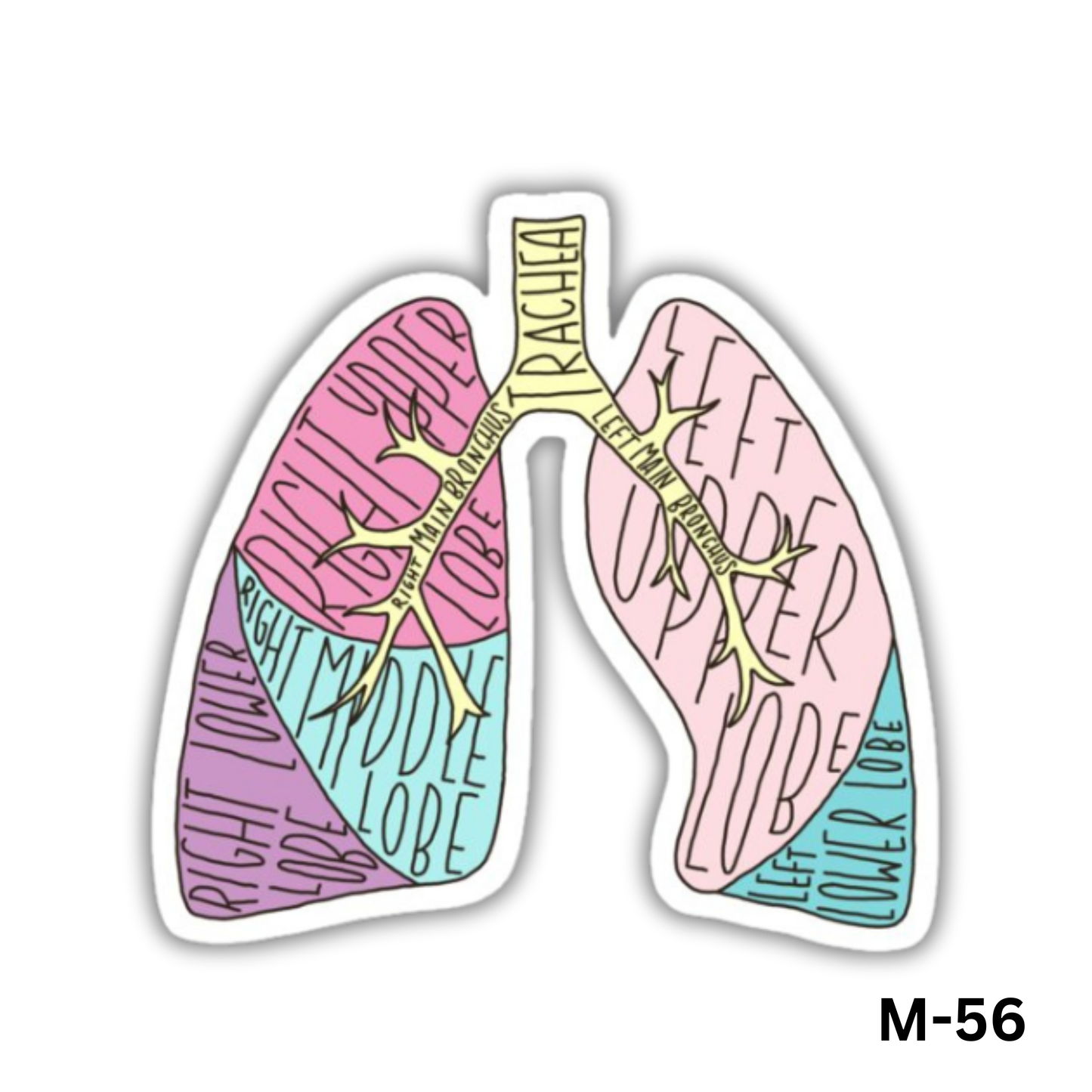 Lungs(M-56)