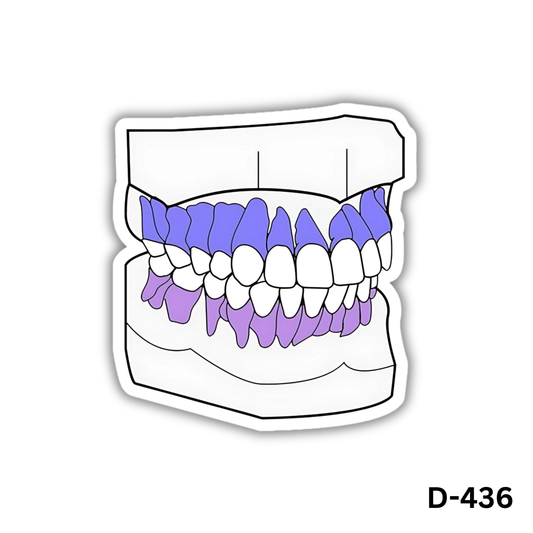 Typodont sticker(D-436)