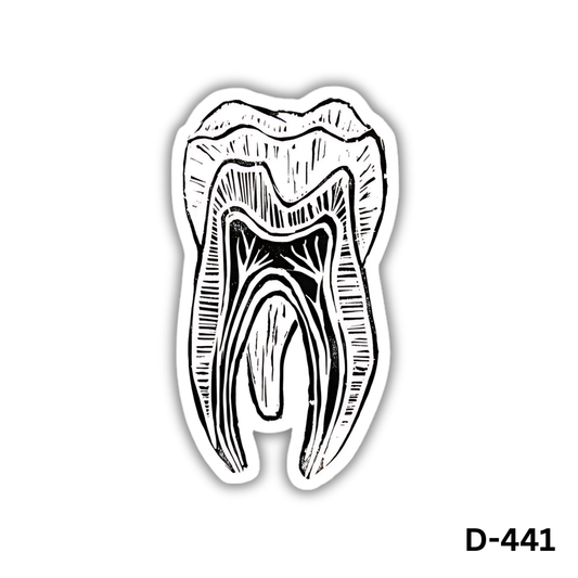 Tooth pulp anatomy sticker(D-441)