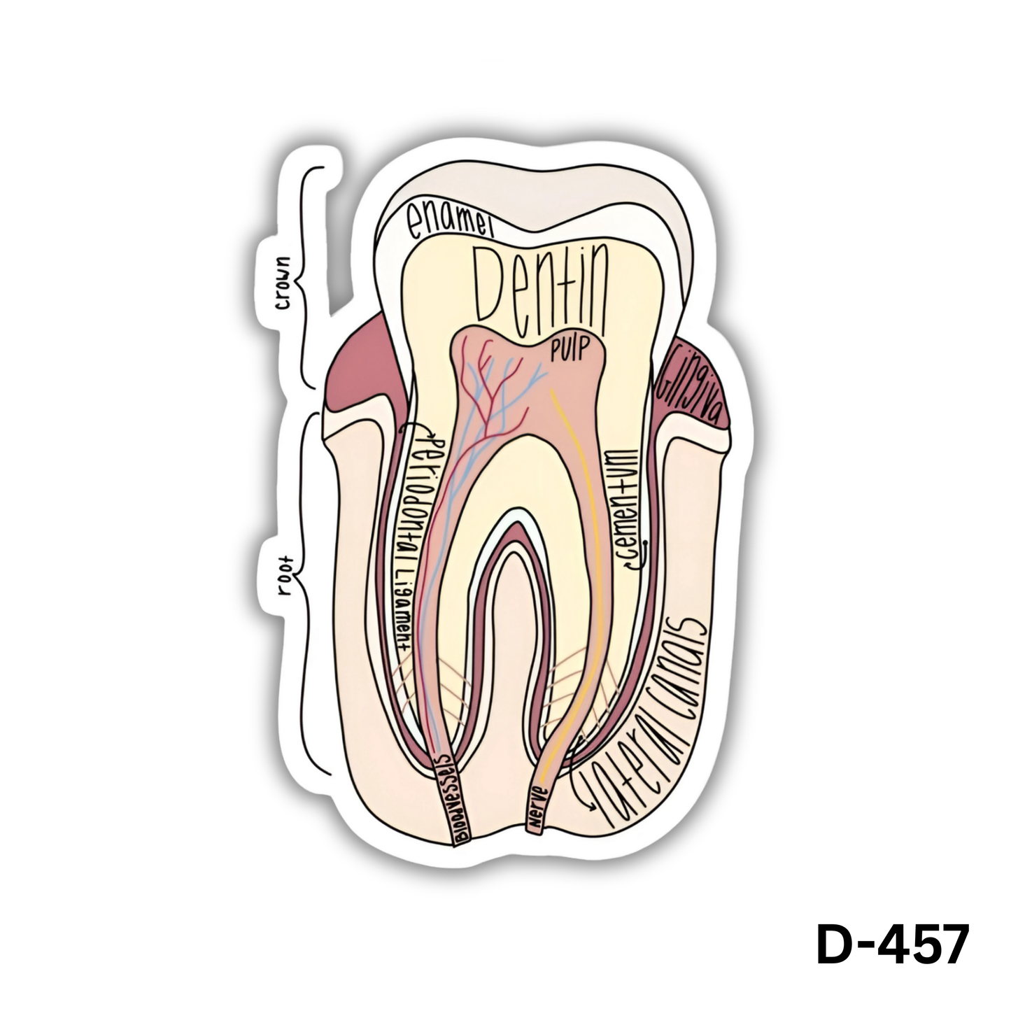 Tooth anatomy sticker(D-457)