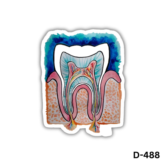 Tooth Anatomy Sticker (D-488)