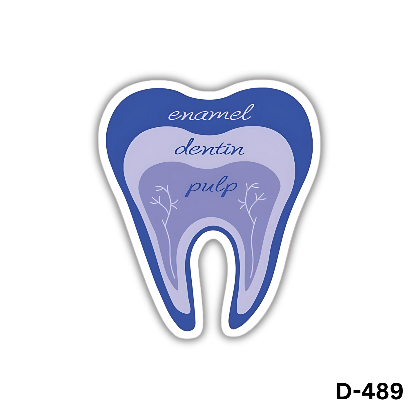 Tooth anatomy sticker(D-489)