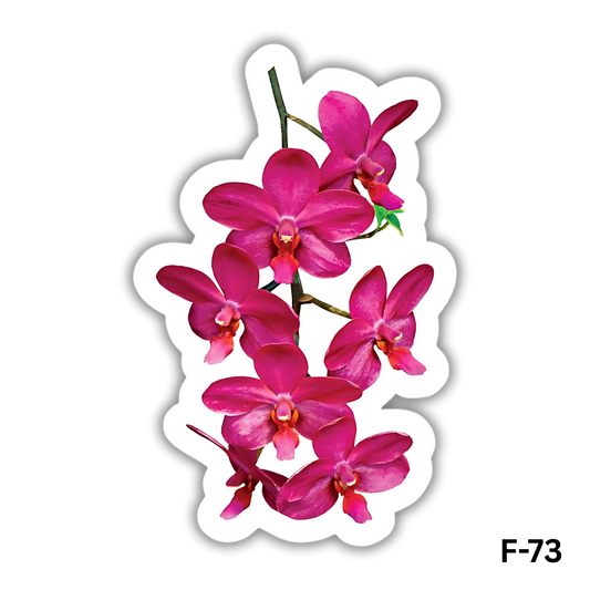 Phalaenopsis orchid(F-73)
