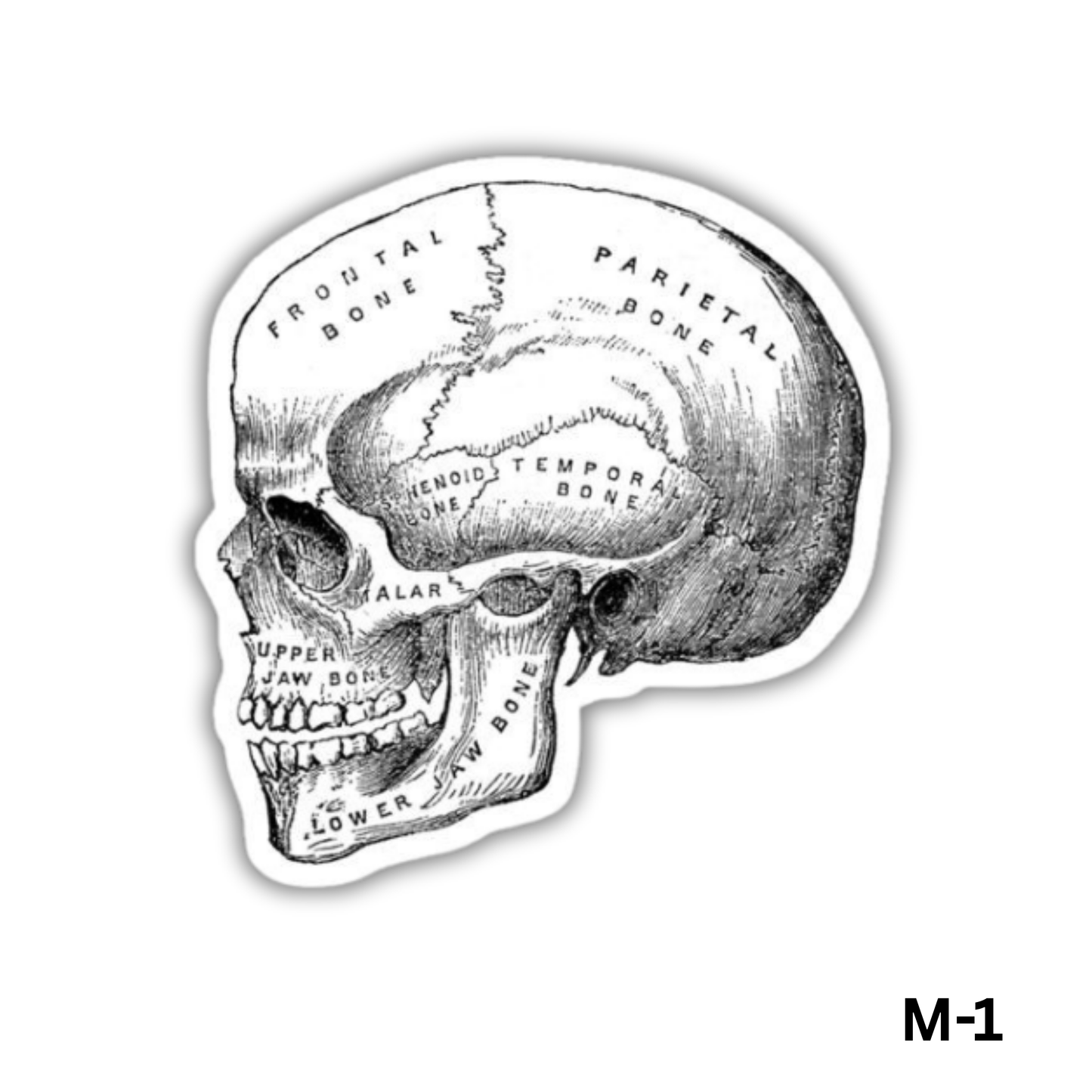 Skull b&w(M-1)