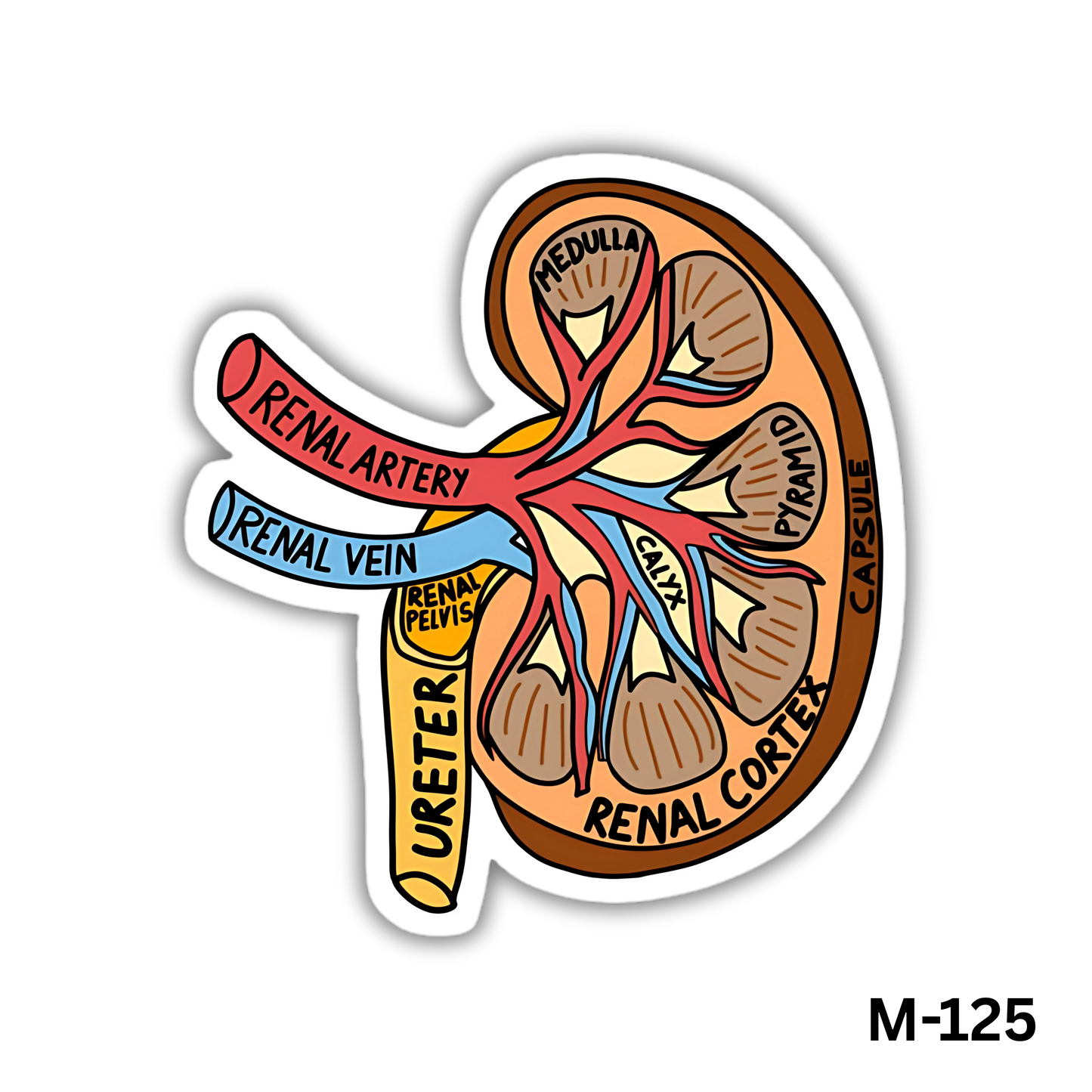 Kidney(M-125)