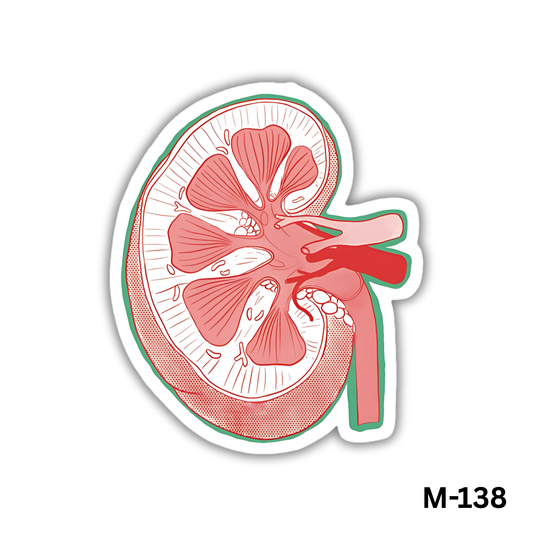 Kidney(M-138)