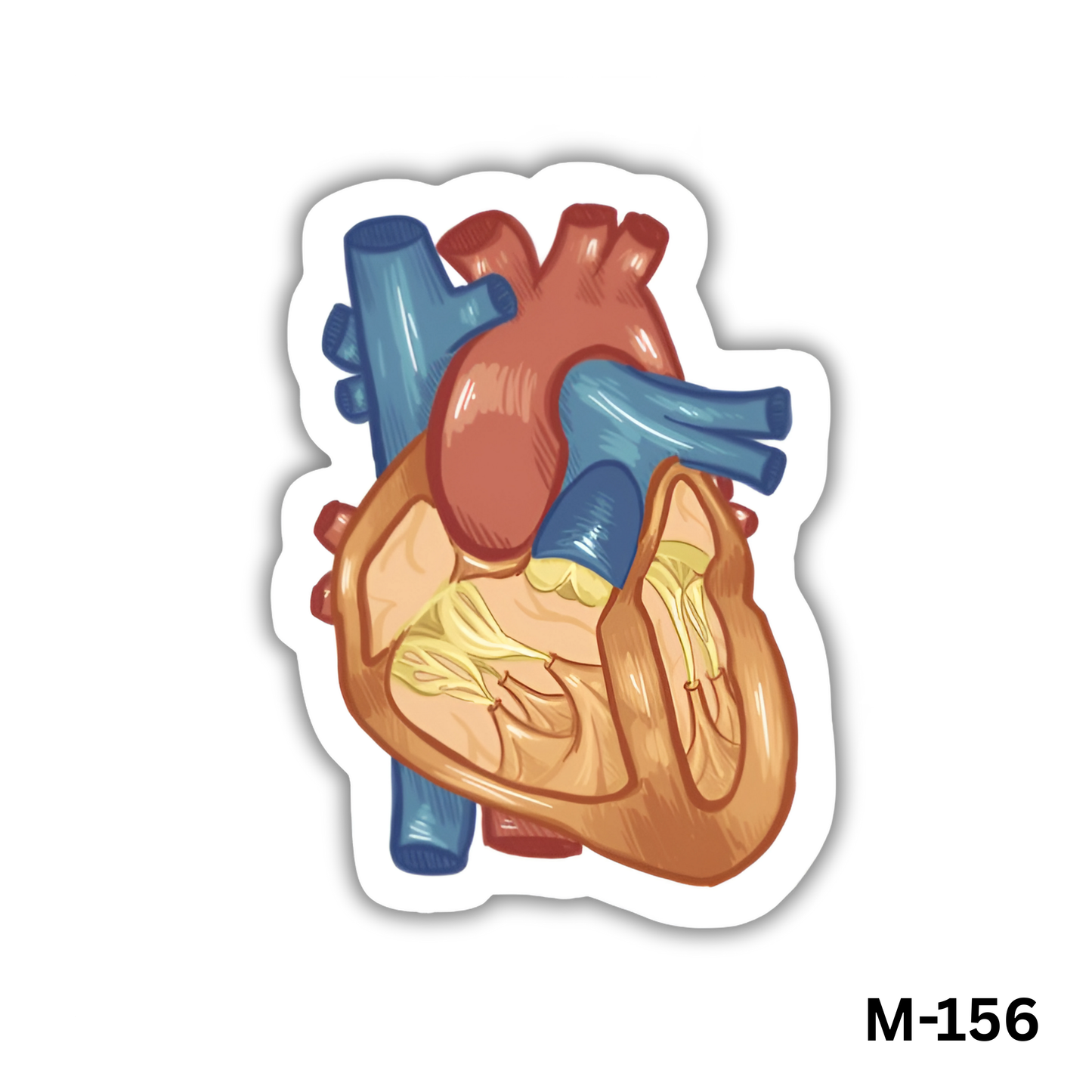 Heart(M-156)