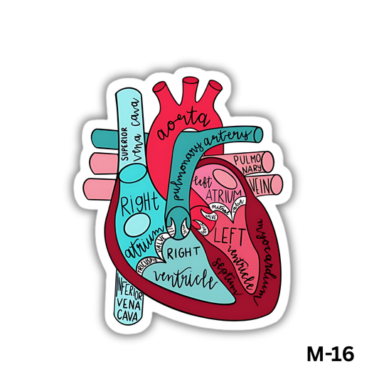 Human Heart (M-16)