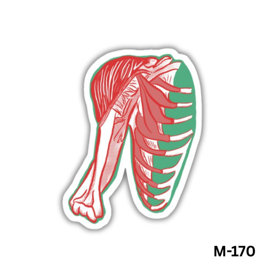 Deltoid sticker(M-170)