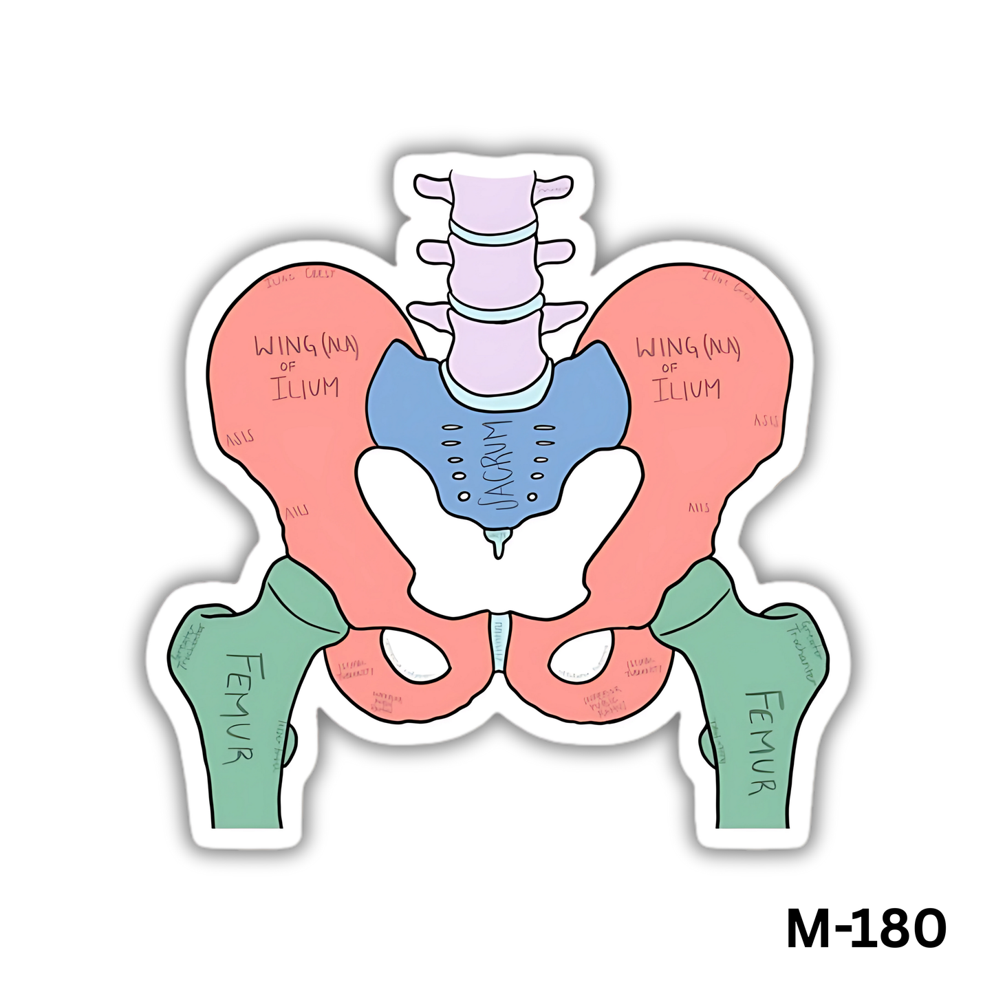 Human Pelvis(M-180)