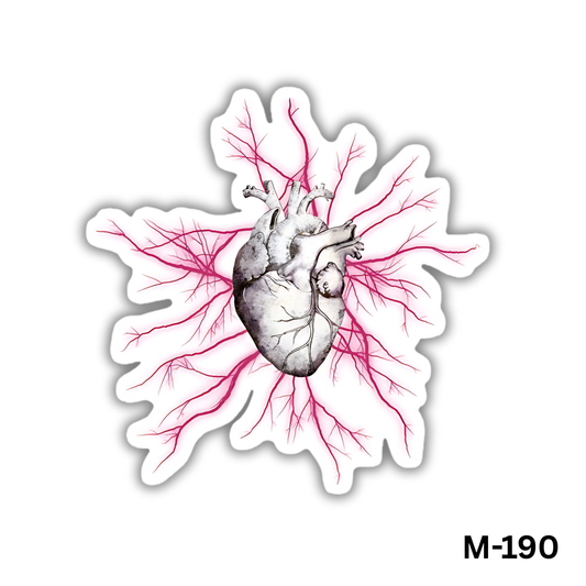 Vintage Human heart and veins(M-190)