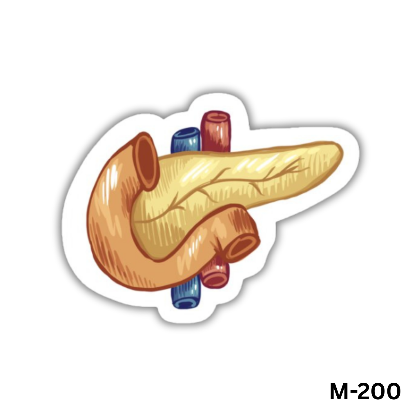 Human Pancreas(M-200)