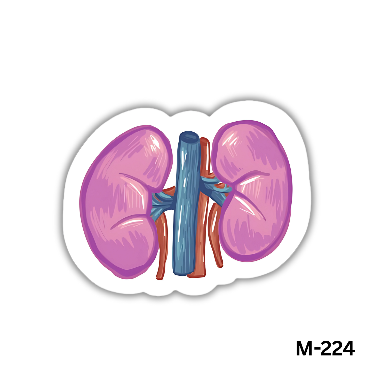 Kidneys(M-224)