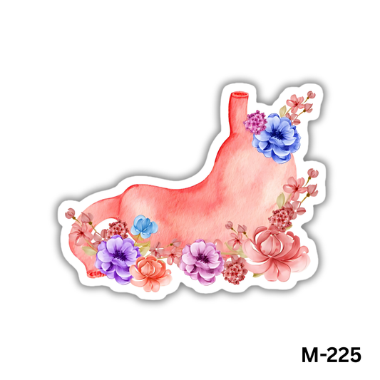 Stomach (M-225)