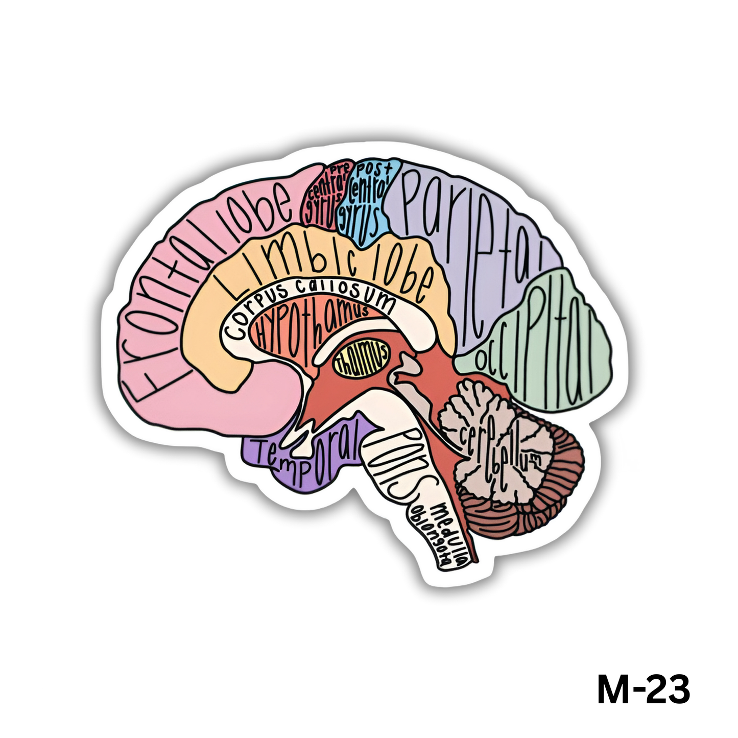 Labeled brain anatomy(M-23)