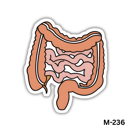 Big Intestine Sticker(M-236)