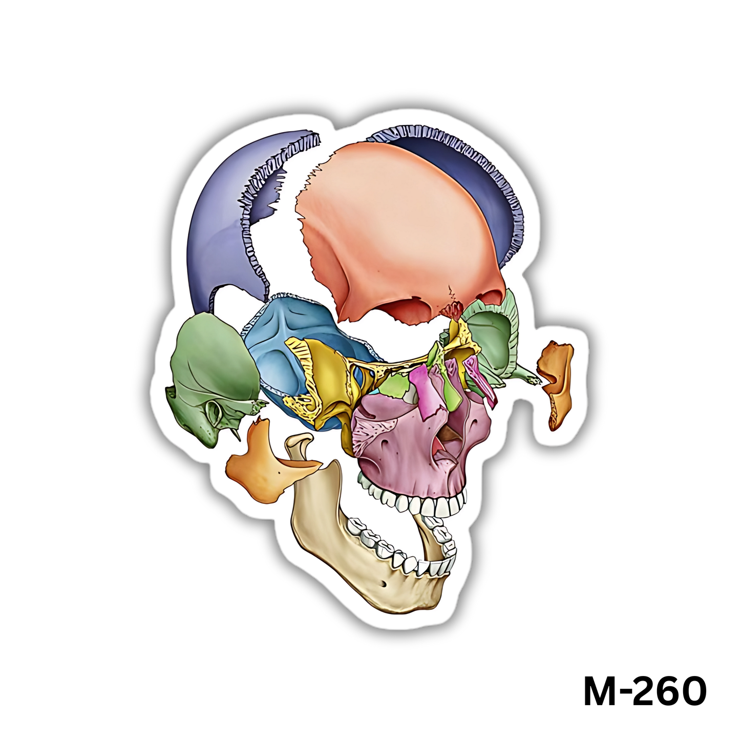 the head shape(M-260)