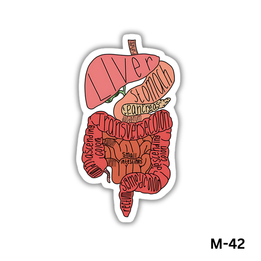Digestive System(M-42)