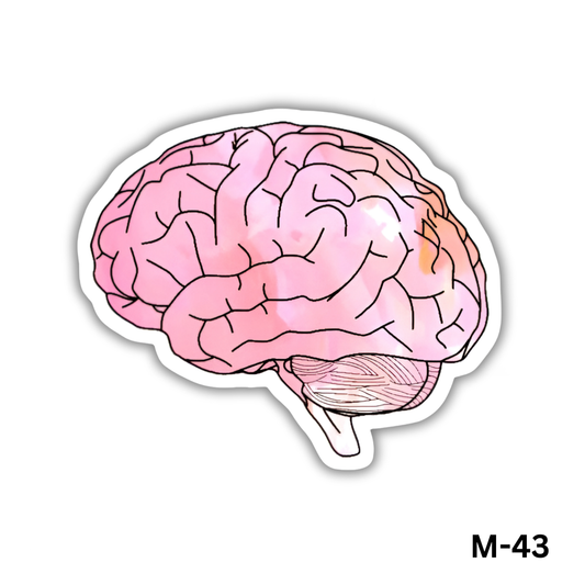 Human Brain(M-43)