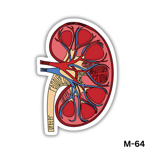 Human Kidney(M-64)