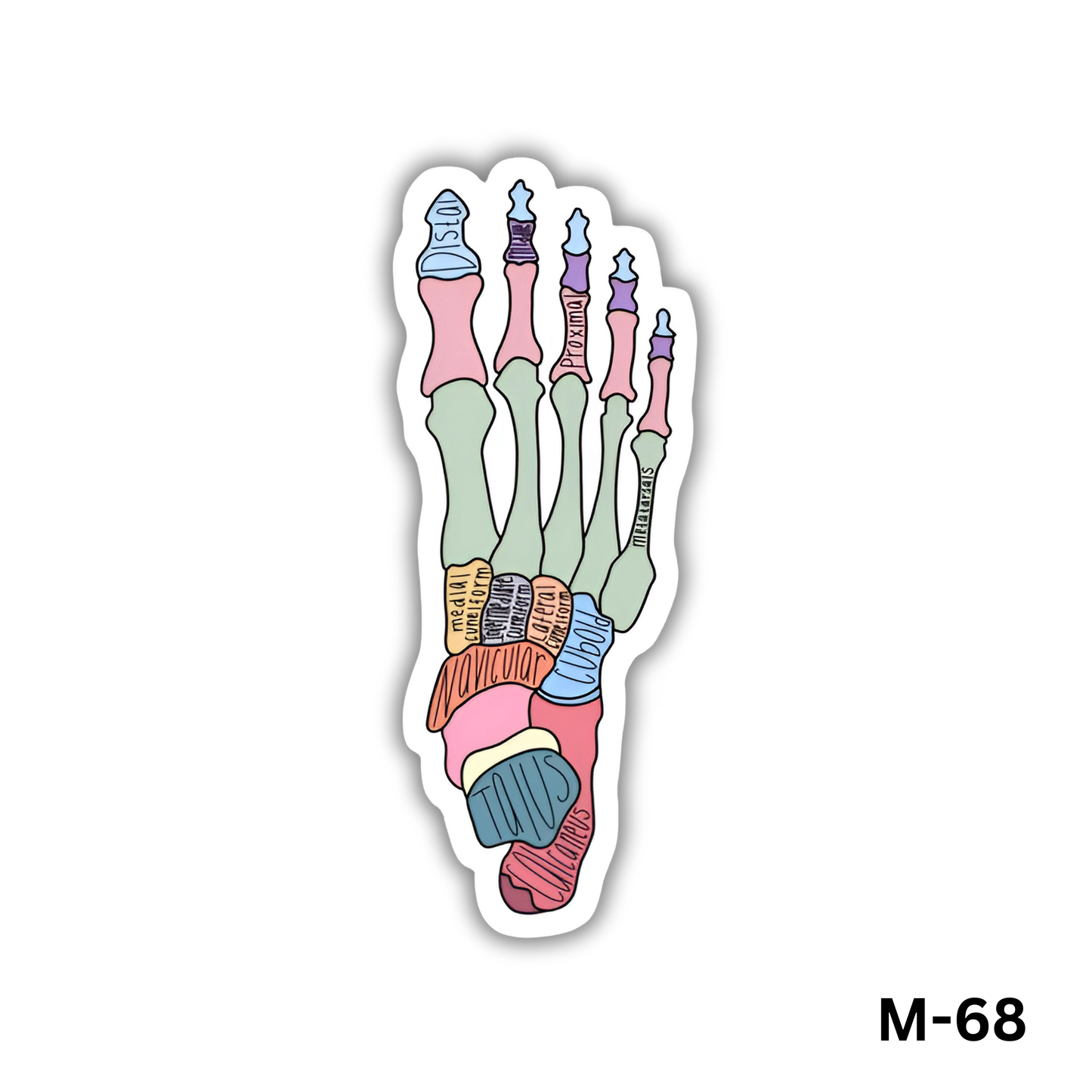 Bones of human foot(M-68)