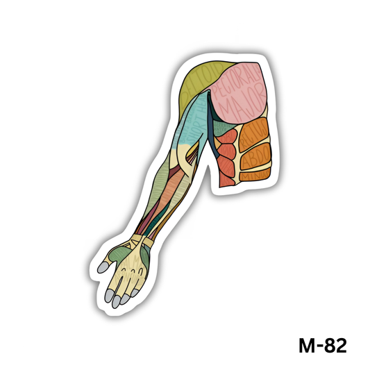 Arm muscles(M-82)