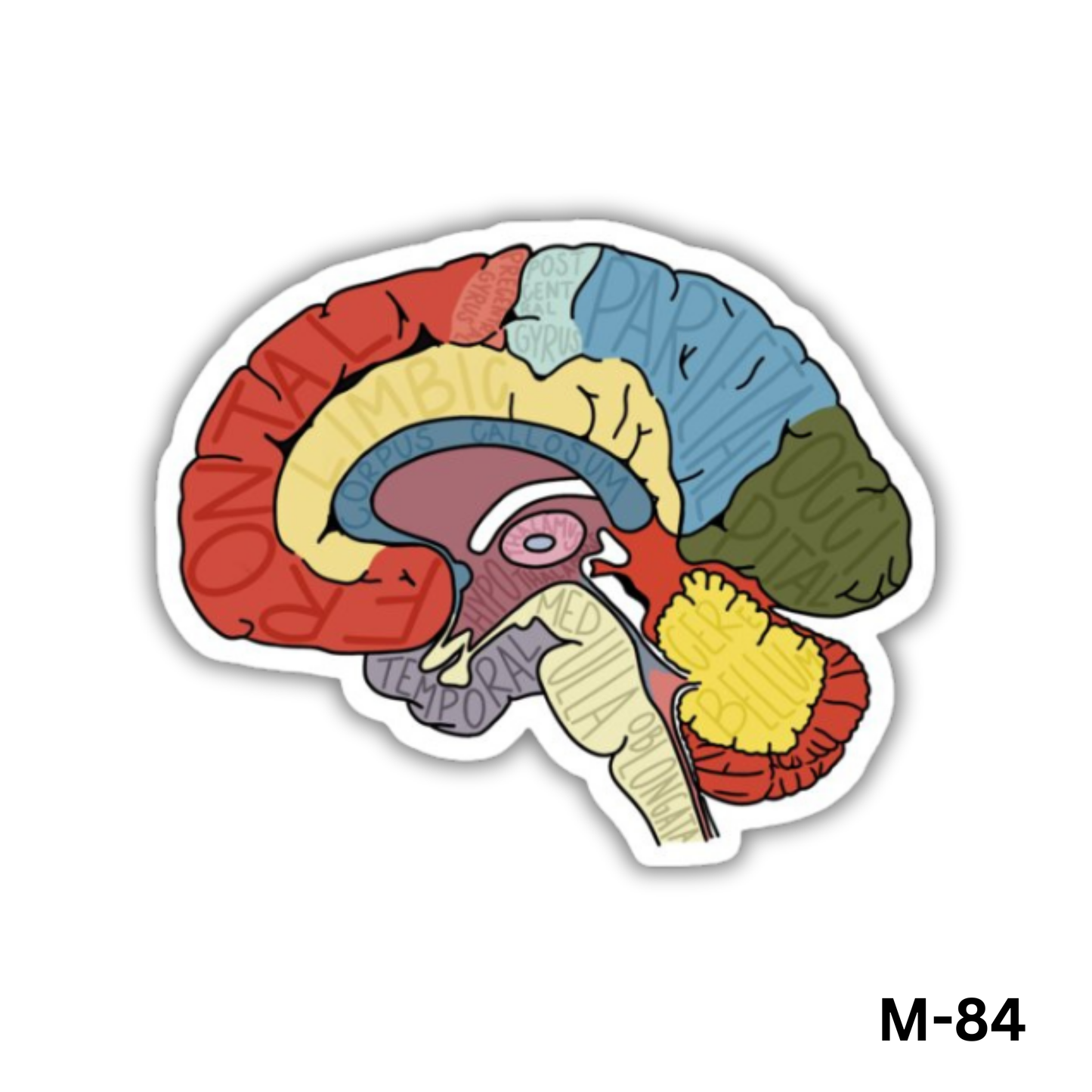 Brain(M-84)