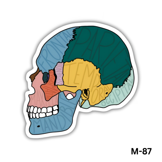Human skull bones(M-87)